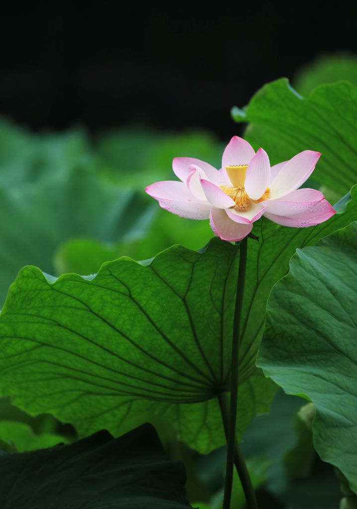 芭蕾 摄影 走过四季