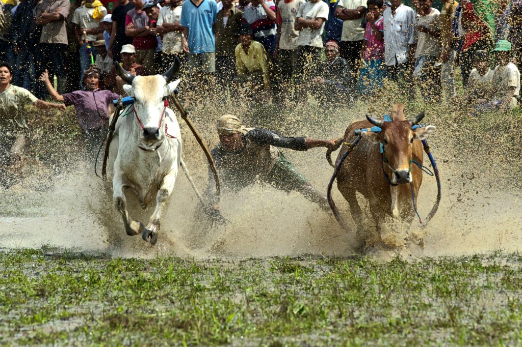 Bull Racing # 1 摄影 chookia