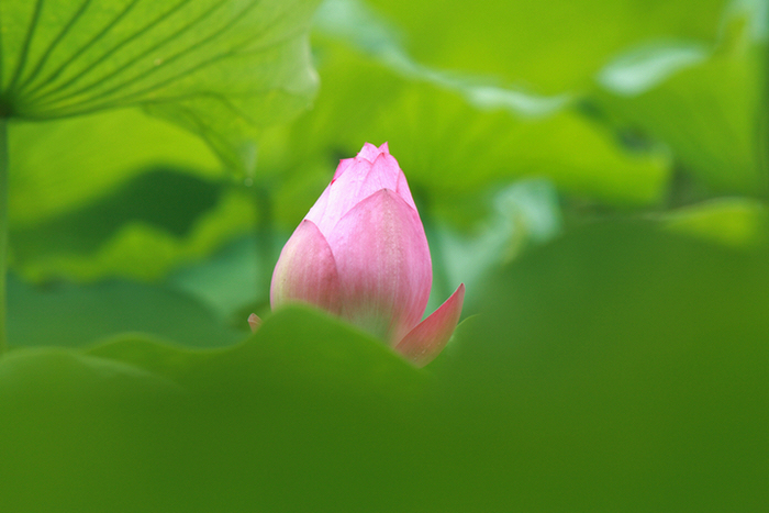 花 摄影 皮皮驴