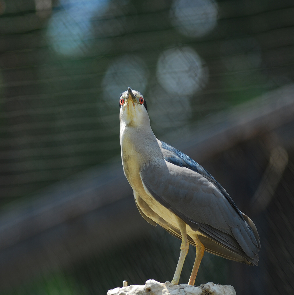 D80+尼康300F2.8试用样片 摄影 NH5