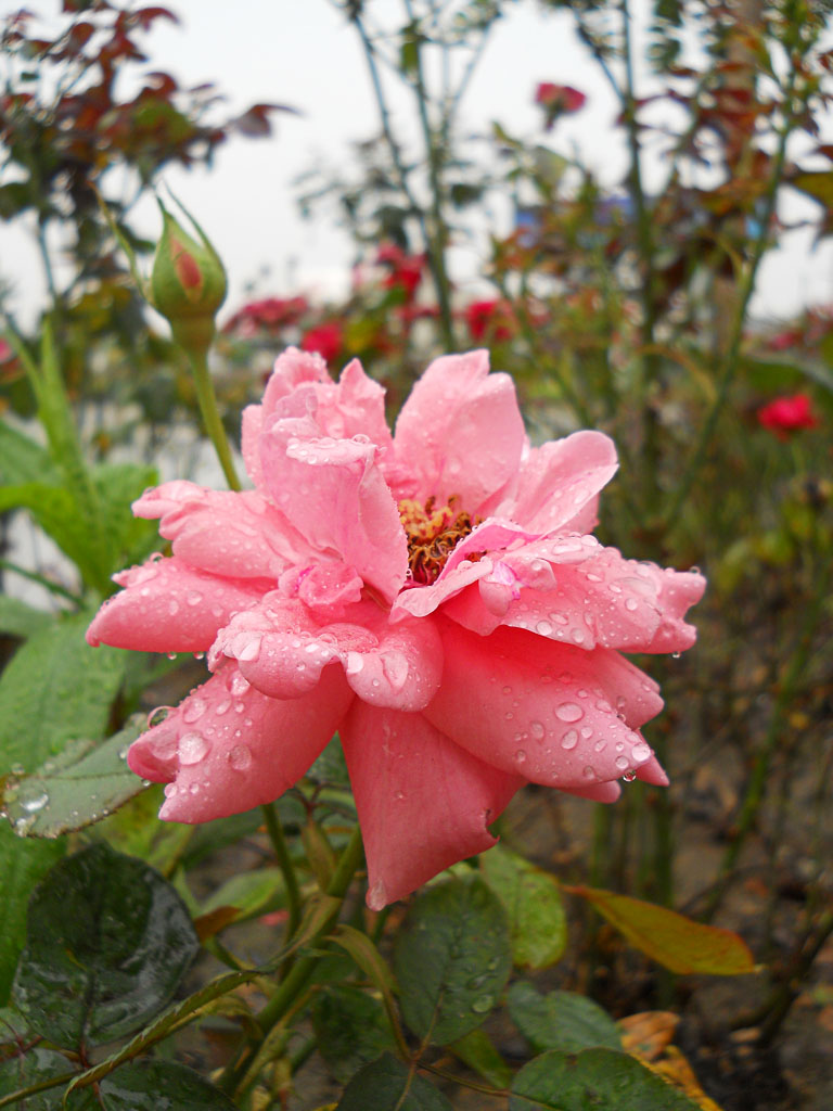 雨后小品1 摄影 慕名花开