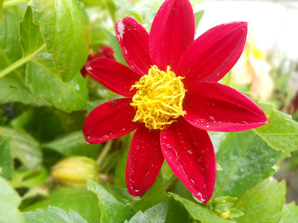 雨后小品3 摄影 慕名花开