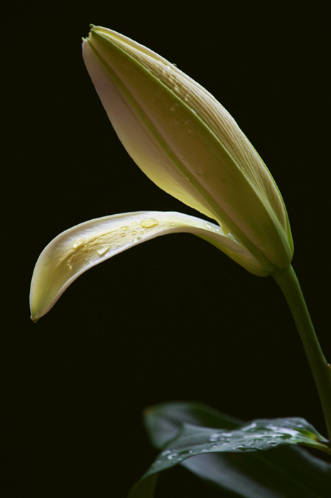 独秀 摄影 陇上汉