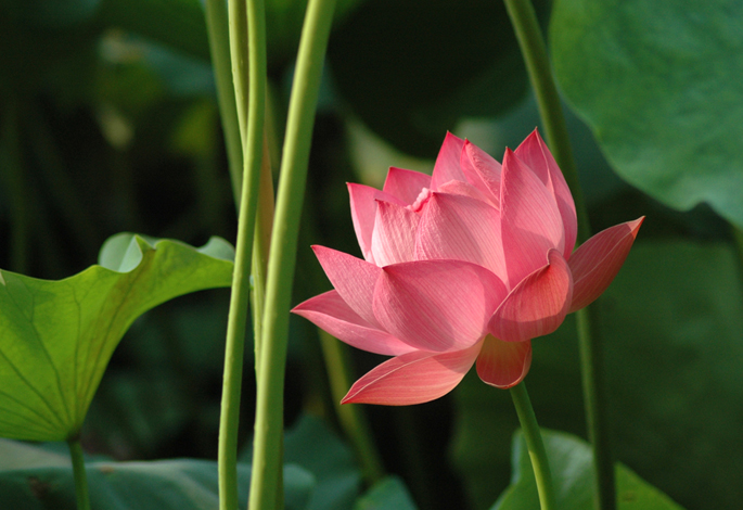 芙蓉披红鲜 摄影 桂湖常客