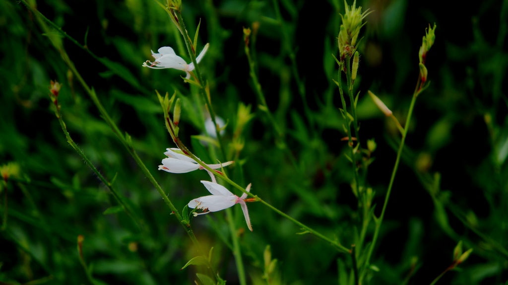 路边的野花 摄影 沁之蕊