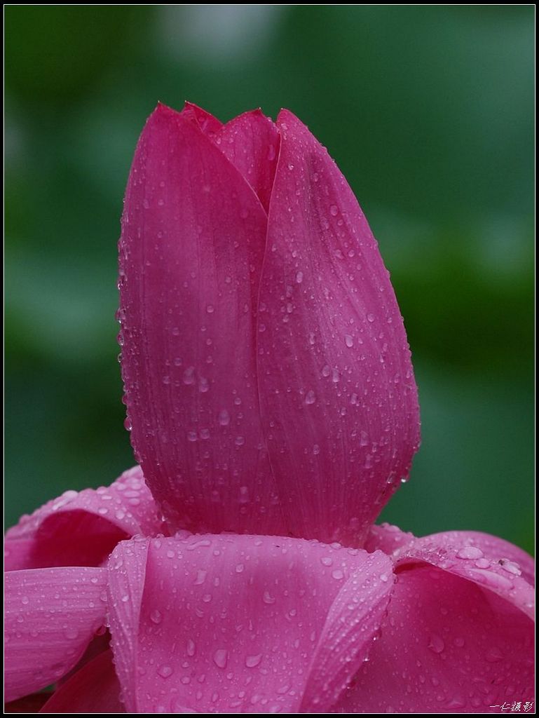 雨中荷 摄影 一仁