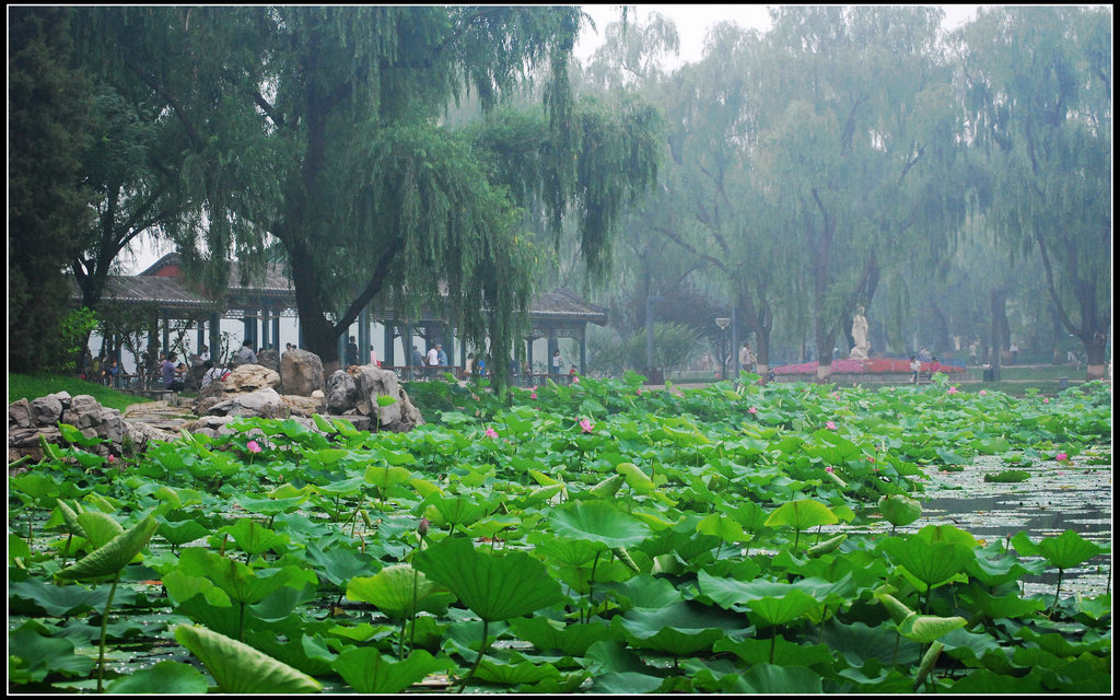 烟雨朦胧荷塘畔 摄影 岩影