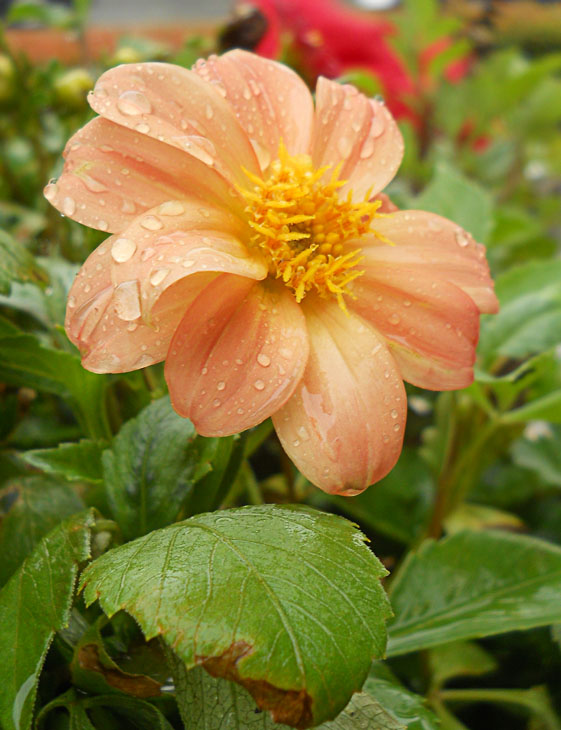 雨后小品4 摄影 慕名花开