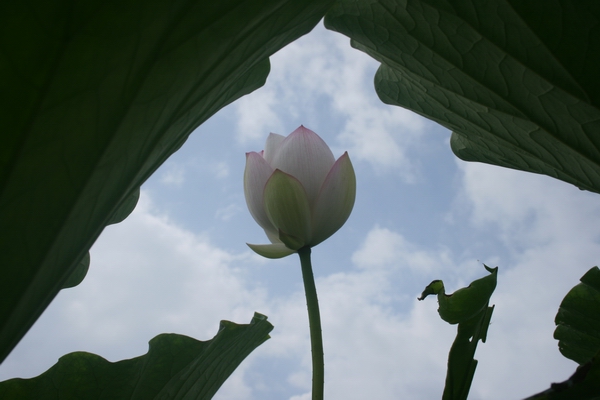 丑小鸭恋荷 摄影 马富芝