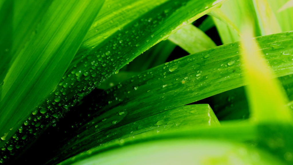 雨之润 摄影 沁之蕊