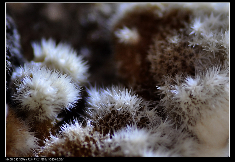 苔藓花-3 摄影 初级班