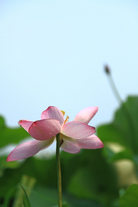 荷 摄影 千里清秋