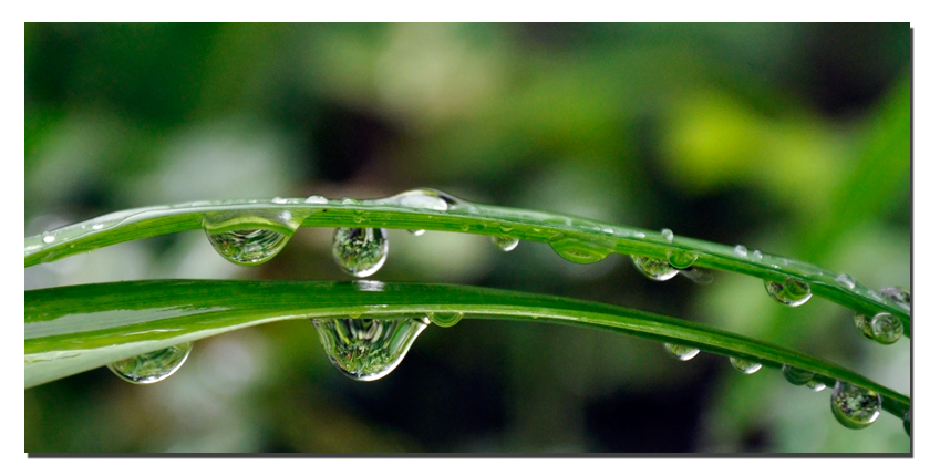 雨露 摄影 水魂