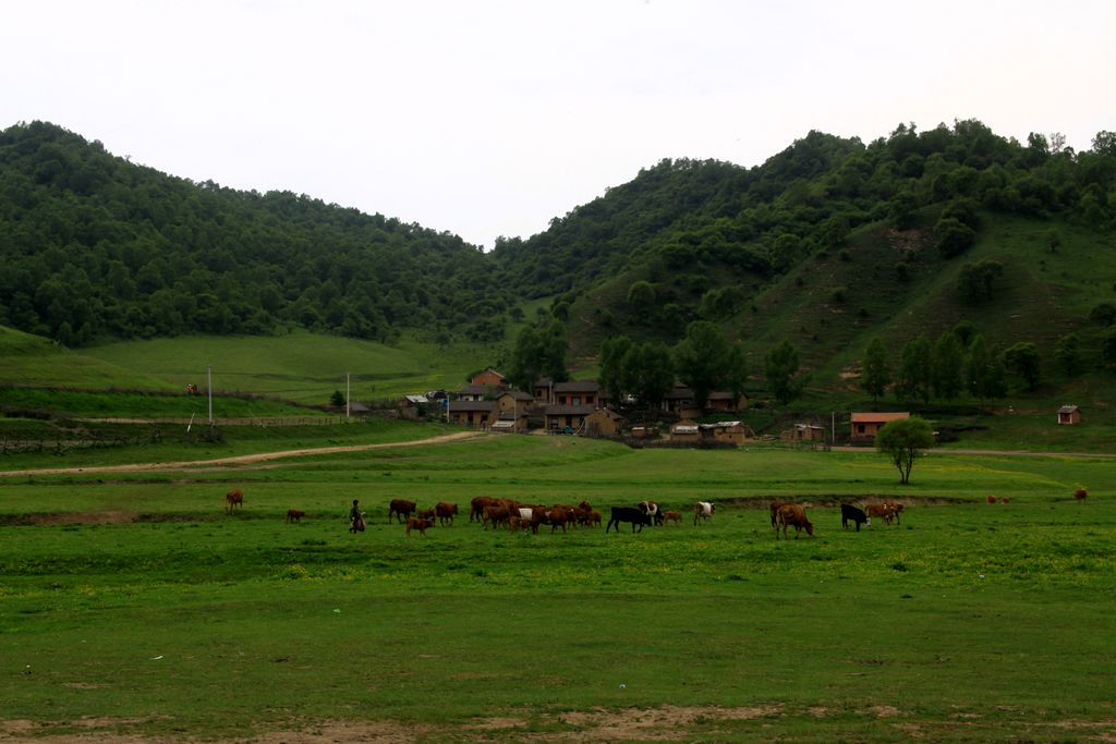 关山牧场 摄影 琴瑟和鸣