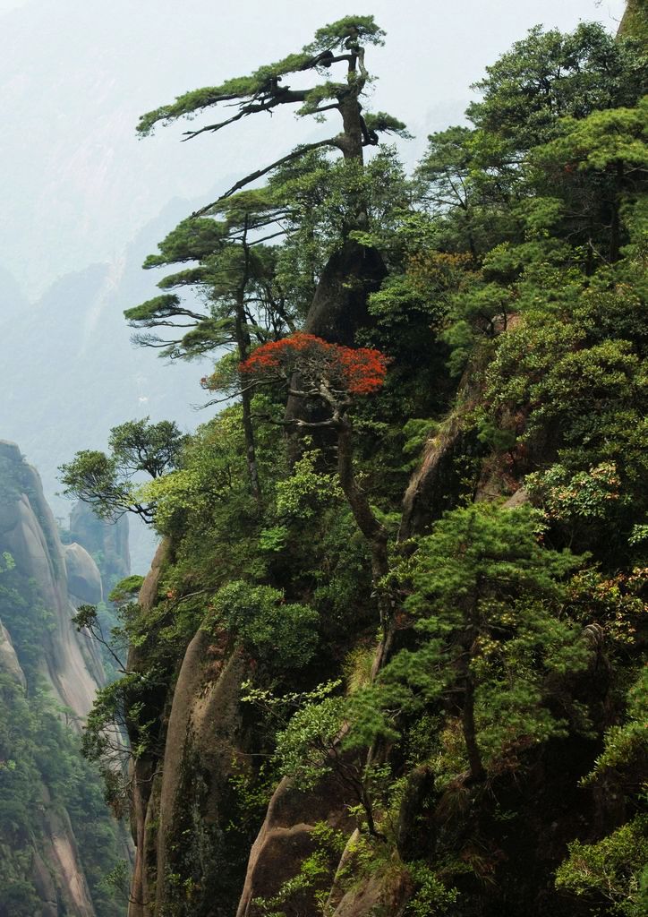 三清山松 摄影 上虞鲁班