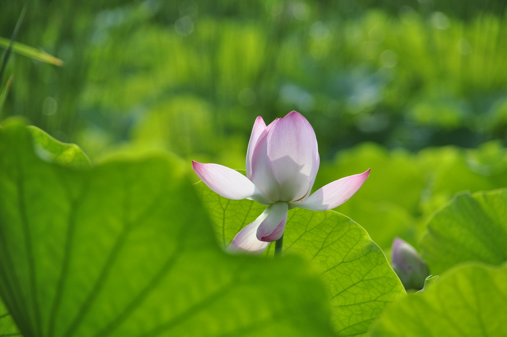 荷 摄影 湖畔草