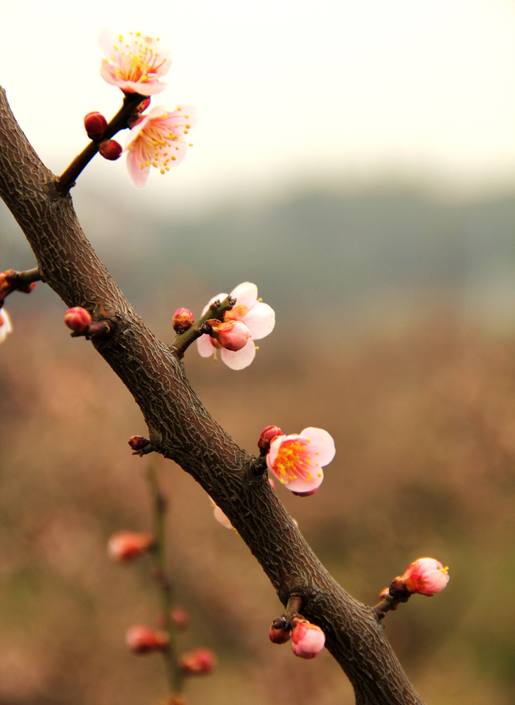 节节高 摄影 荆溪人家