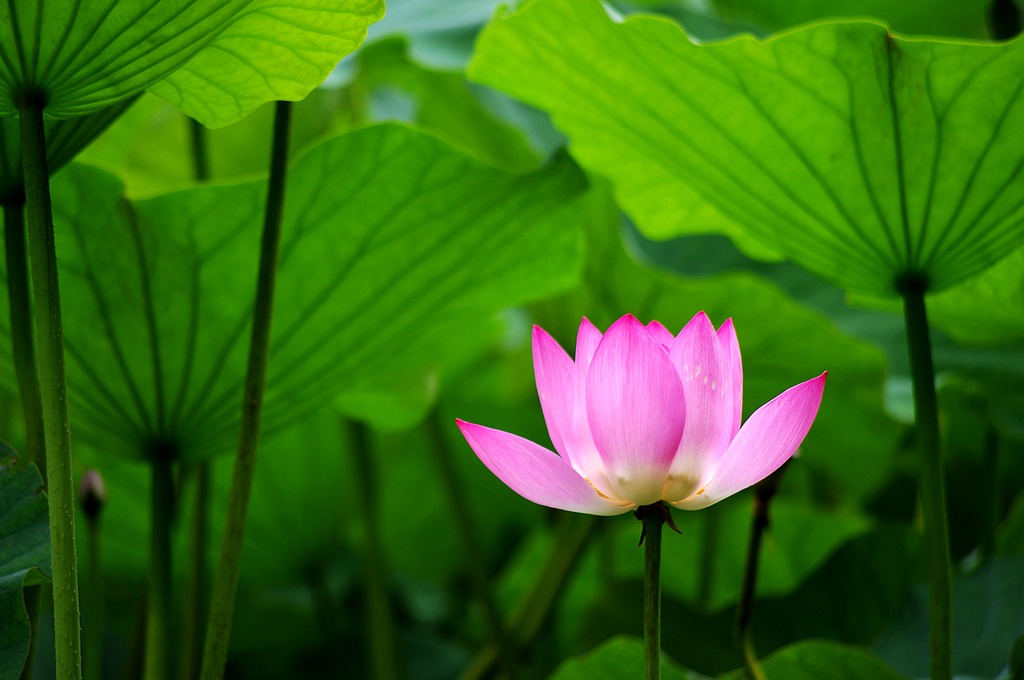 2011荷花（4） 摄影 心有芊芊