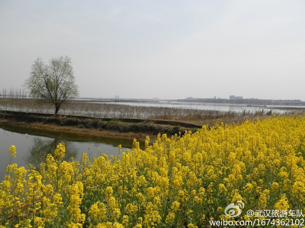 油菜花开 摄影 武汉旅游车队