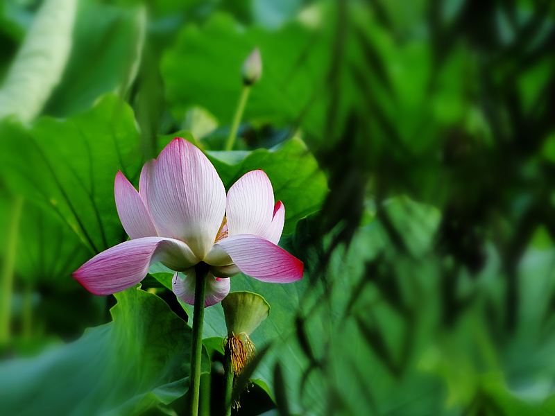 荷 摄影 怀能