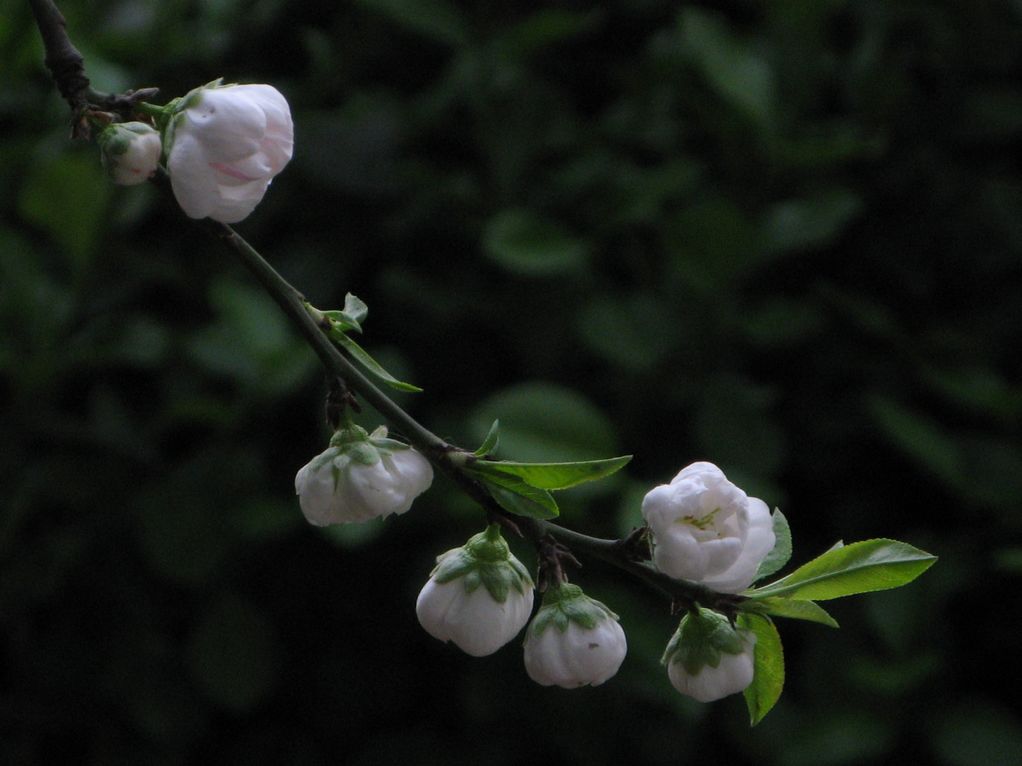 忆桃花 摄影 月亮船