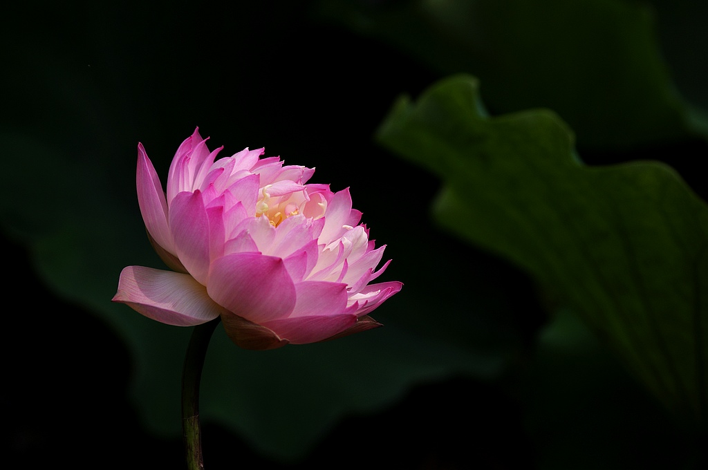 2011荷花（7） 摄影 心有芊芊