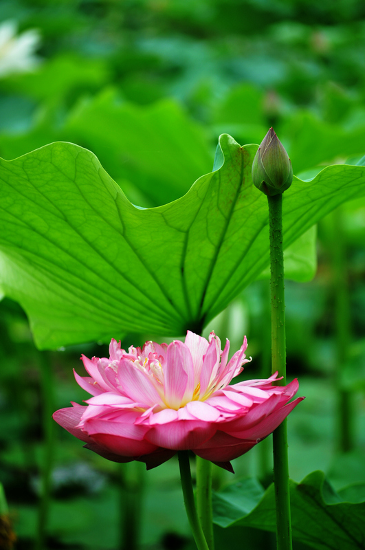 荷花1 摄影 幻影2010