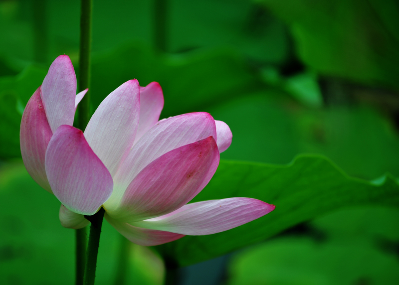 荷花2 摄影 幻影2010