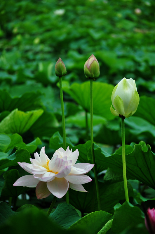 荷花3 摄影 幻影2010