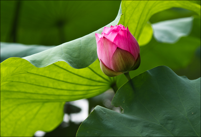 荷-2011 摄影 静野