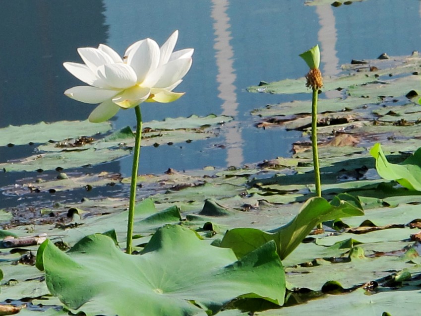 何花 摄影 池月