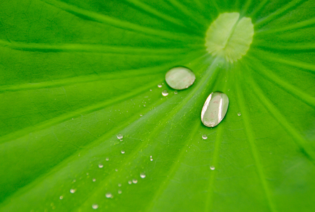 雨荷（点击放大） 摄影 亚涛