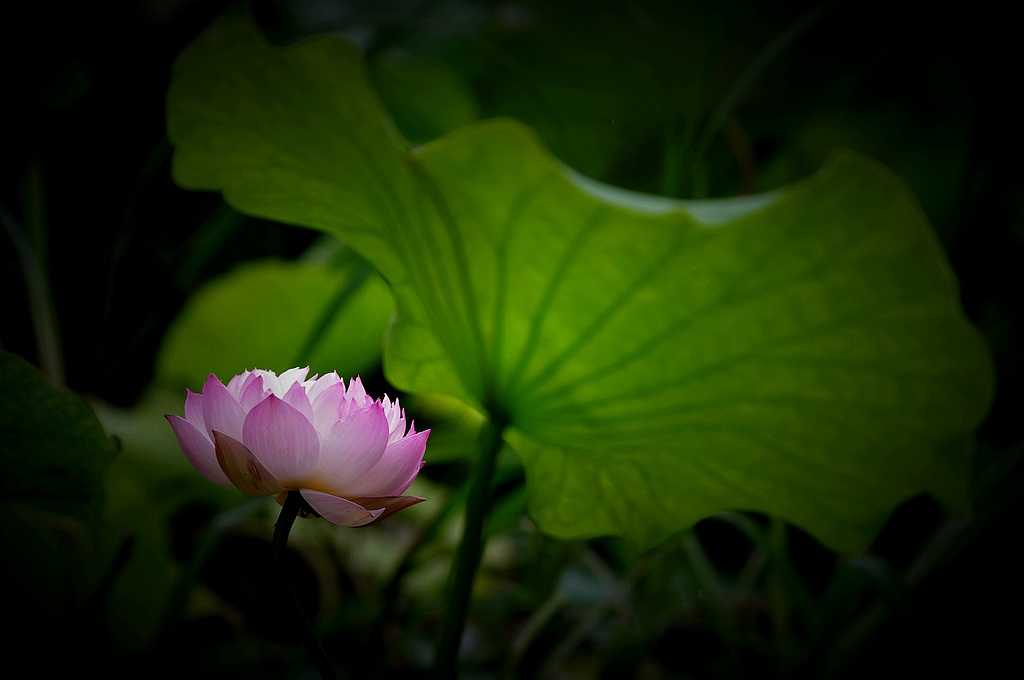 2011荷花（10） 摄影 心有芊芊