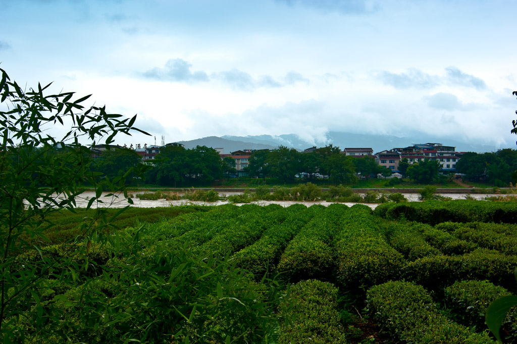 武夷印象——茶 摄影 oldtiger