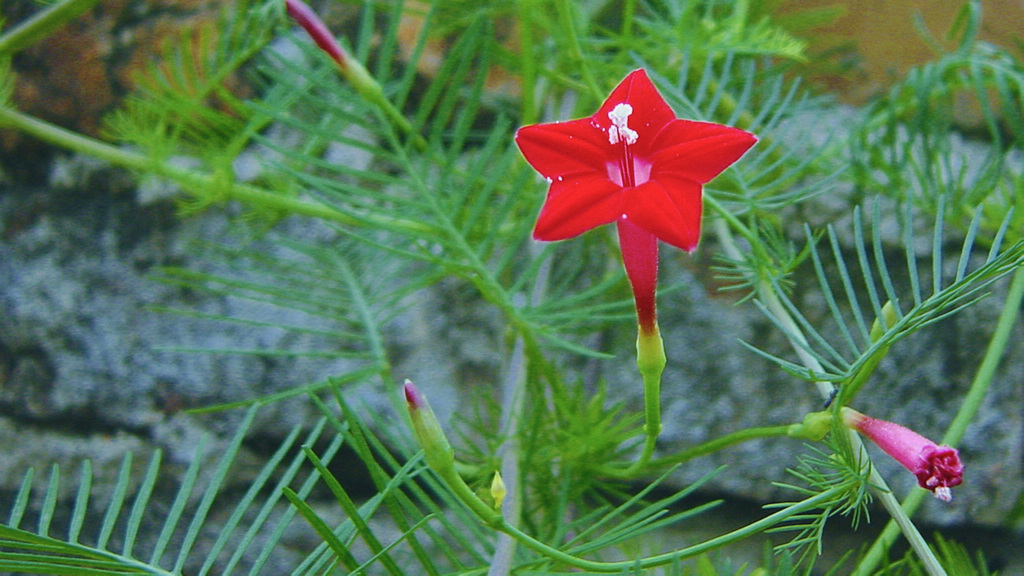 花信风  37（茑萝花） 摄影 山魂海魄