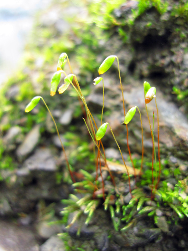 地表小草 摄影 樱樱小蛮妖