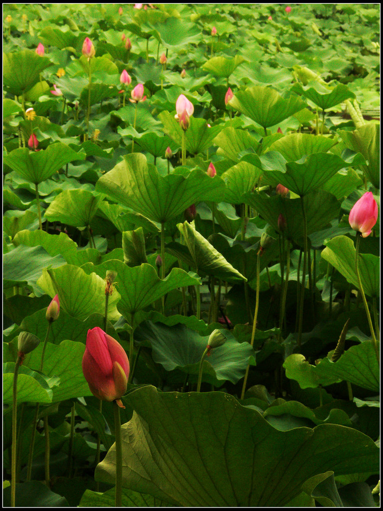 藕花菱蔓满重湖 摄影 岩影