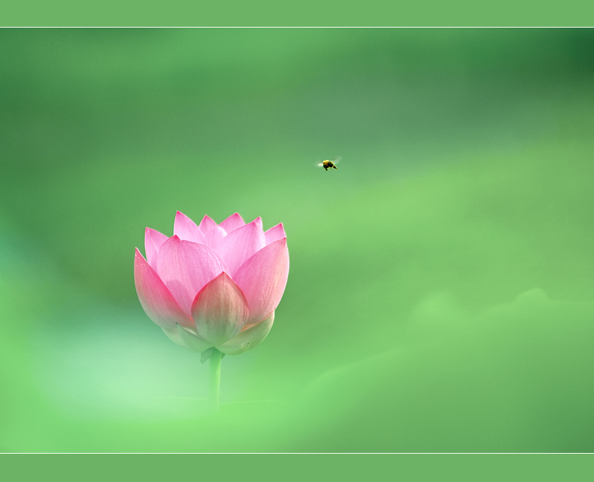 蜂戏荷 摄影 汉水摄者