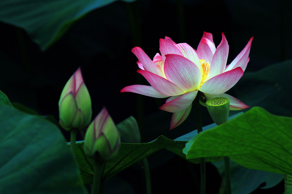 荷花 摄影 神田