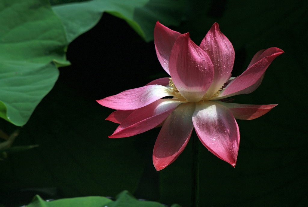 荷花 摄影 神田