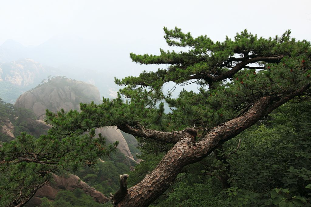 黄山劲松 摄影 静深