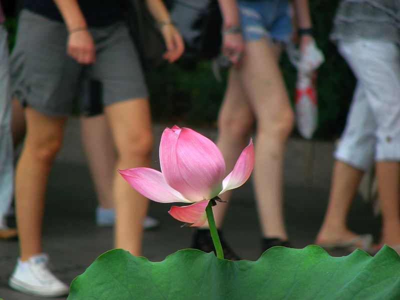 浮躁的年代 摄影 金玉满堂