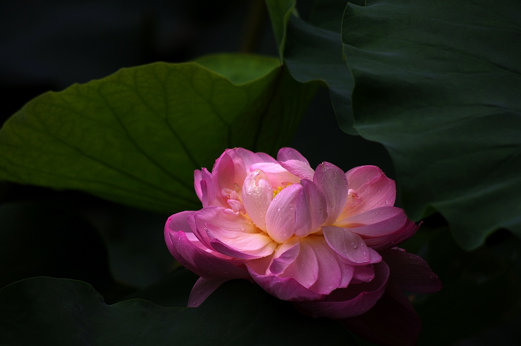 2011荷花（14） 摄影 心有芊芊