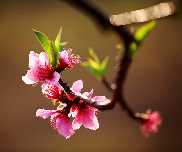 桃花 摄影 东方风光