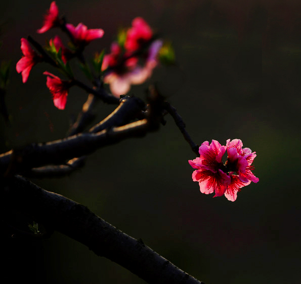 桃花 摄影 东方风光