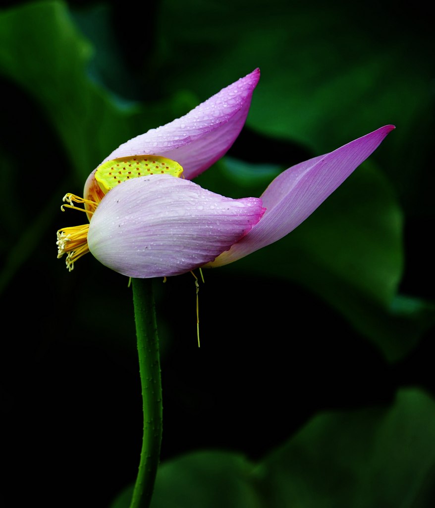 荷花1 摄影 yanxiaohua