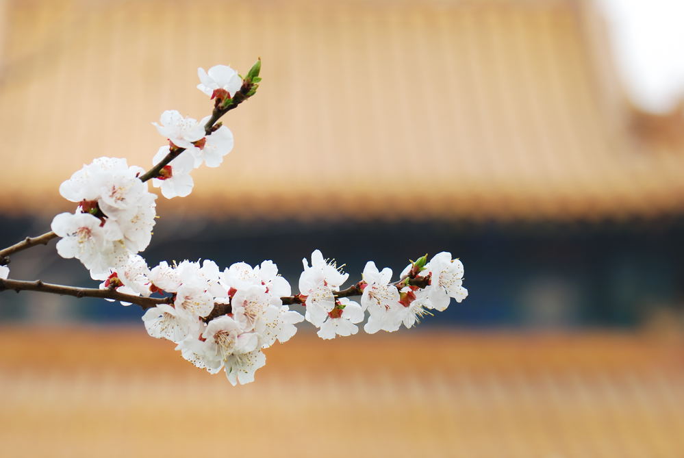 一支樱花入画来 摄影 luzhouzjy