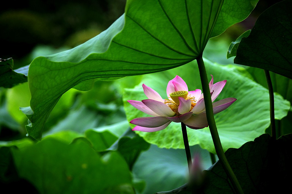 2011荷花（16） 摄影 心有芊芊