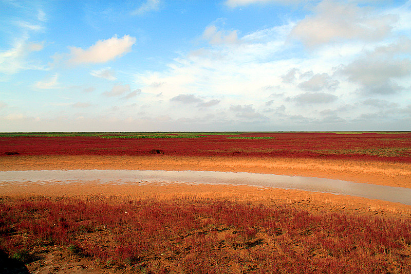 湿地 摄影 baiguo