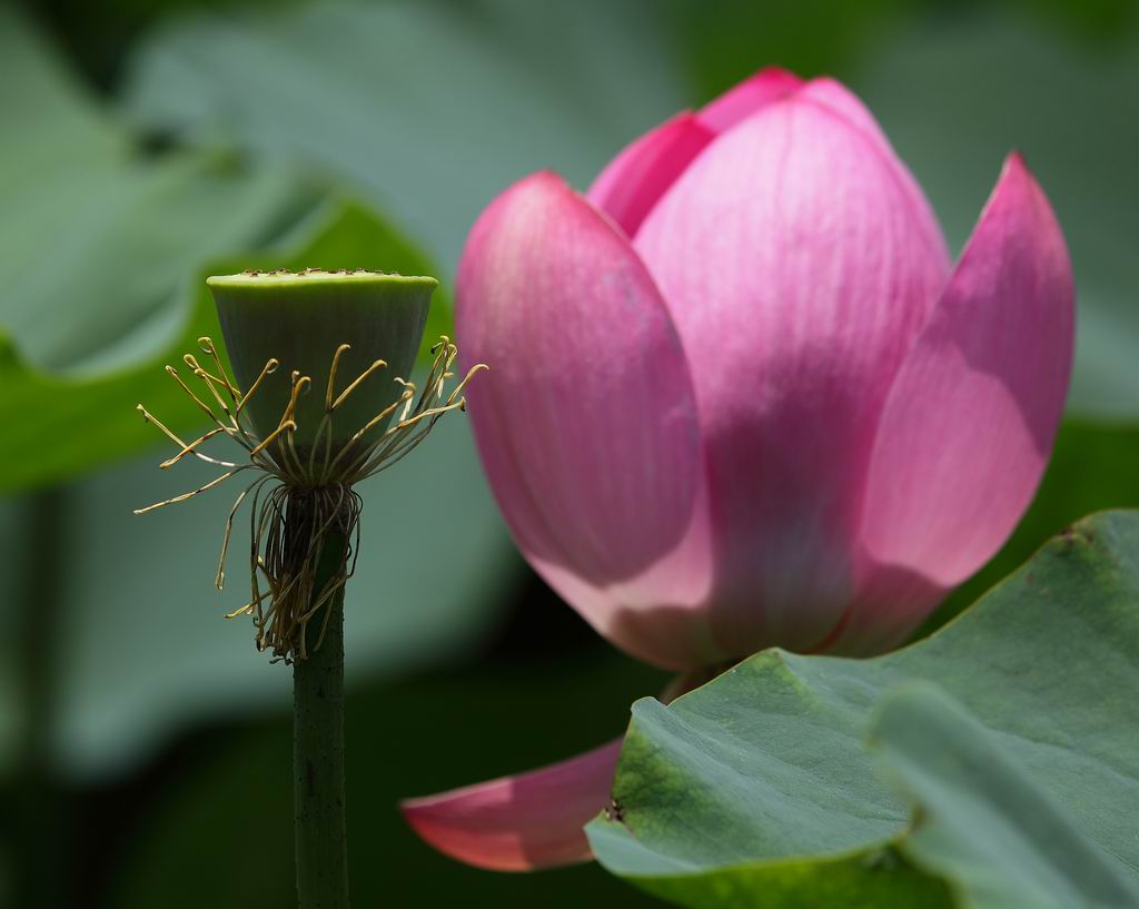 叶、花、果。 摄影 独步者